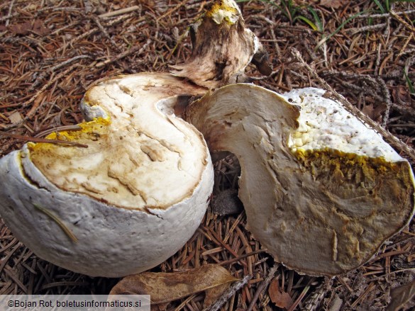 Hypomyces chrysospermus