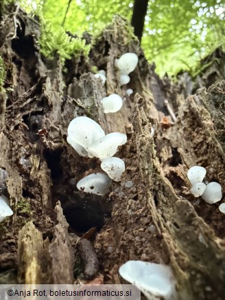 Pseudohydnum gelatinosum