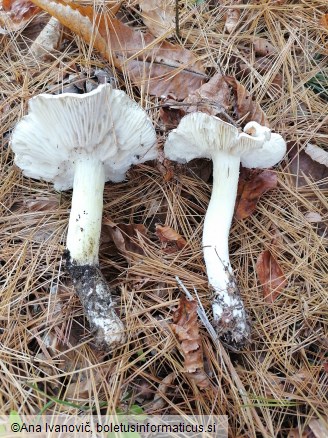 Tricholoma portentosum