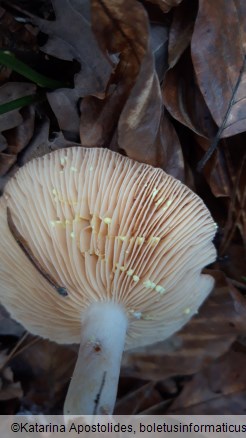 Lactarius chrysorrheus