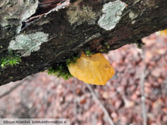 Tremella mesenterica