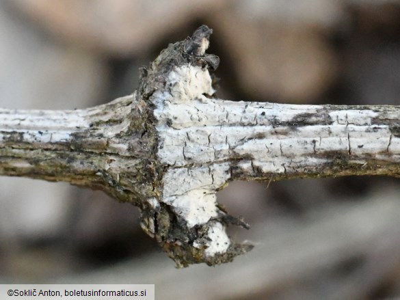 Radulomyces rickii