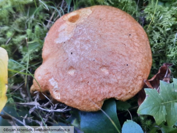 Suillus tridentinus