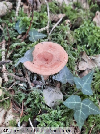 Lactarius chrysorrheus