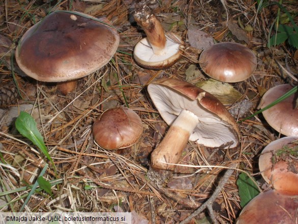 Tricholoma fracticum