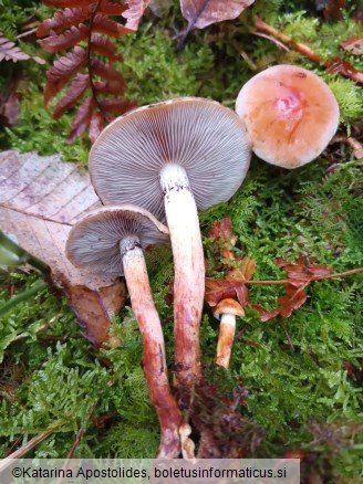 Hypholoma lateritium