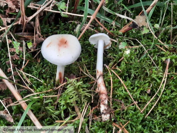 Rhodocollybia maculata