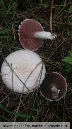 Agaricus campestris