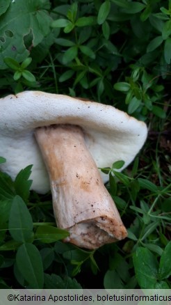 Gyroporus castaneus