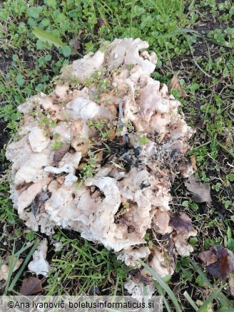 Laetiporus sulphureus