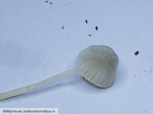 Mycena corynephora