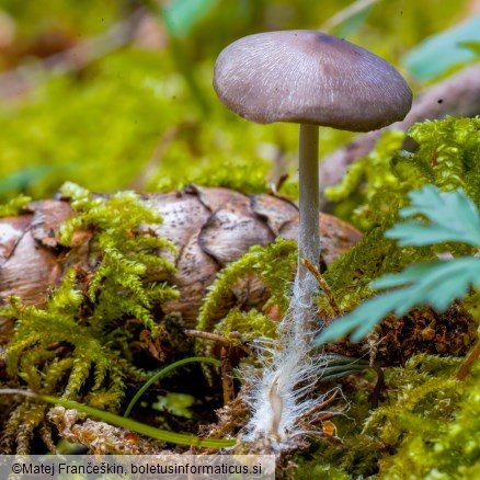 Mycena plumipes