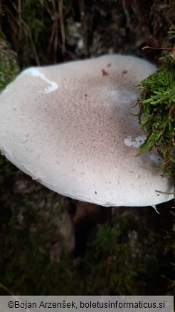 Pleurotus dryinus