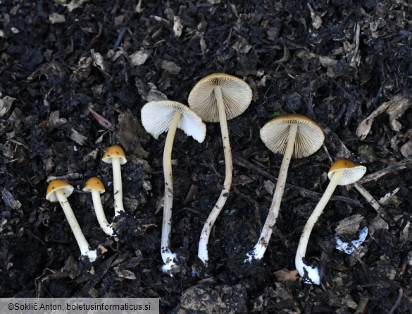 Conocybe aurea