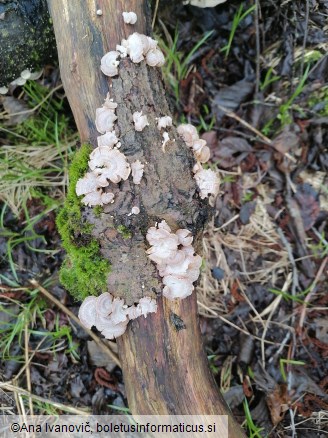 Schizophyllum commune