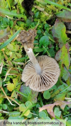 Entoloma chalybaeum