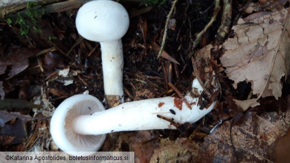 Hygrophorus cossus