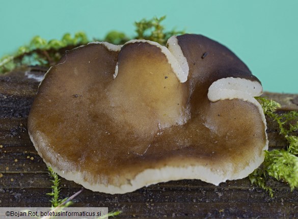 Psilopezia nummularia