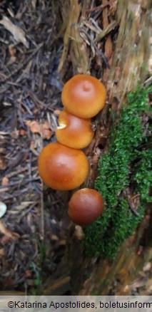 Gymnopilus penetrans