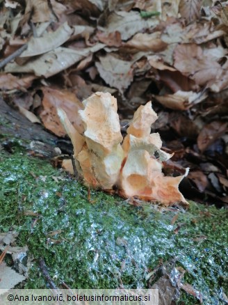 Laetiporus sulphureus