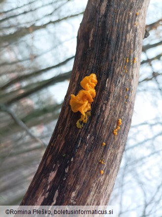 Tremella mesenterica