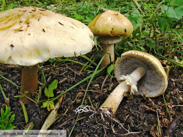 Stropharia eximia