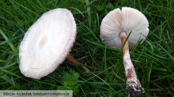 Leucoagaricus leucothites