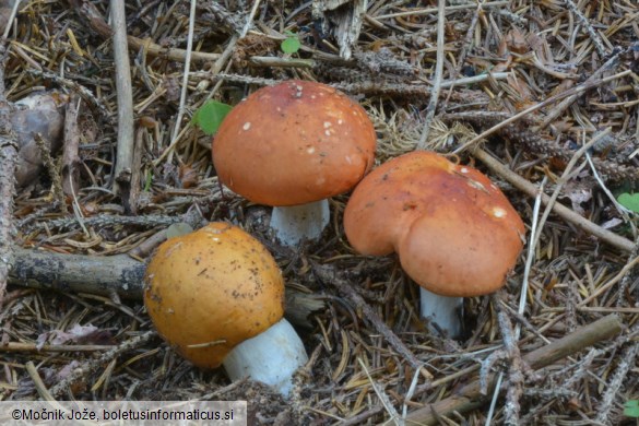 Russula decolorans