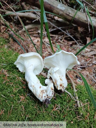 Albatrellus ovinus