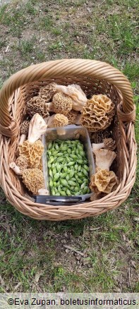 Morchella fluvialis