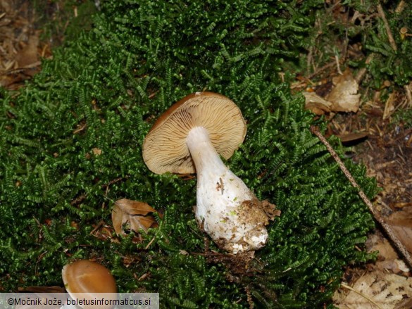 Cortinarius triformis