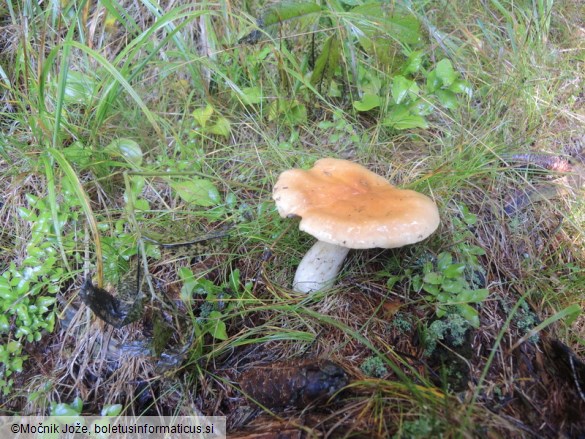 Cortinarius varius