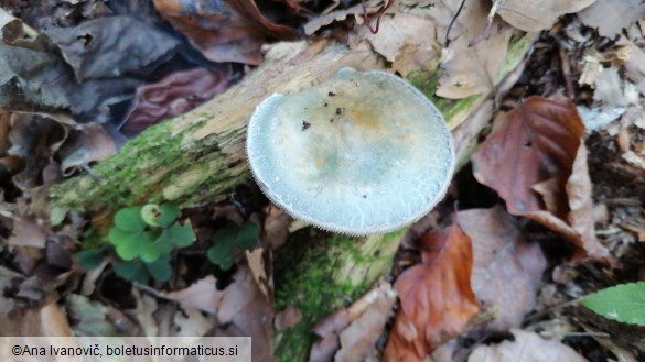 Stropharia caerulea