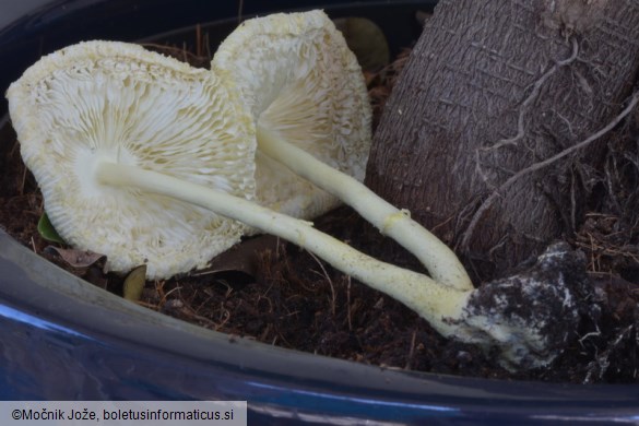 Leucocoprinus birnbaumii