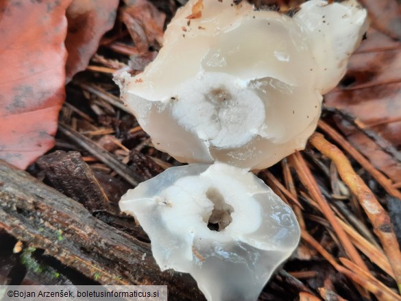 Clathrus archeri