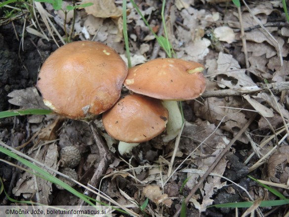 Suillus granulatus