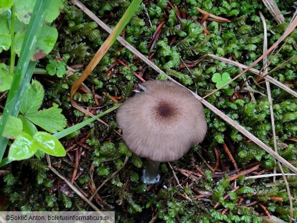 Entoloma caesiocinctum