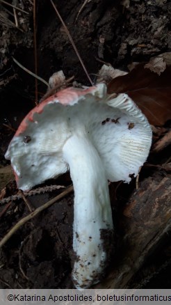 Russula