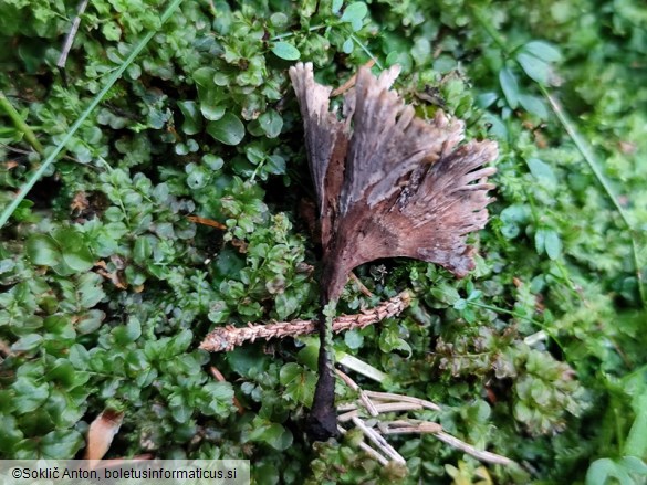 Thelephora caryophyllea