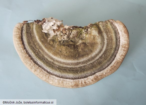 Trametes gibbosa