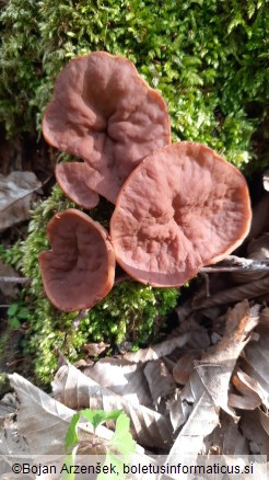 Discina ancilis