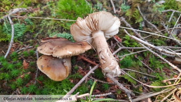 Tricholoma fucatum