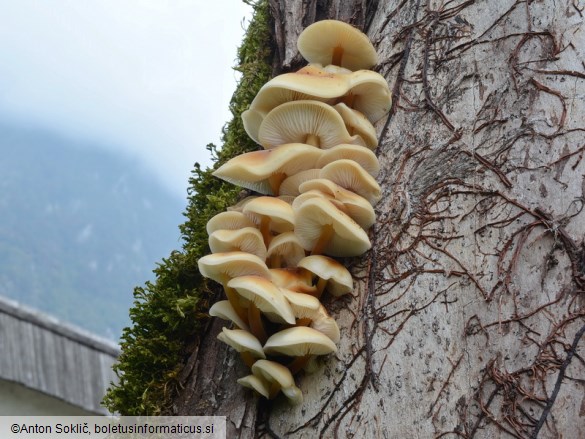 Flammulina fennae