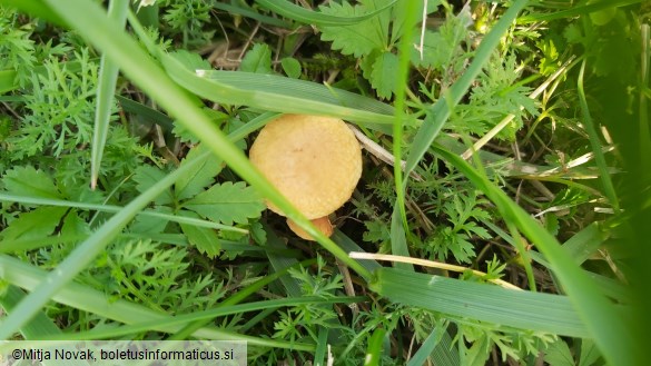 Agrocybe vervacti