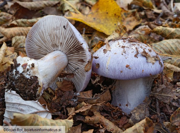 Cortinarius caerulescens