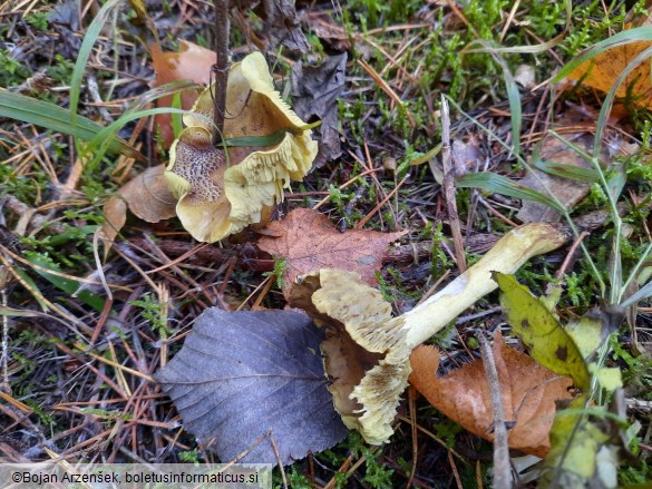 Tricholoma equestre