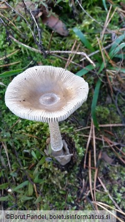 Amanita battarrae