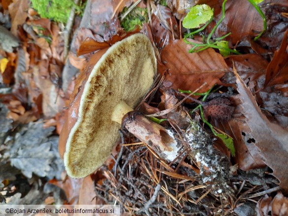 Suillus luteus