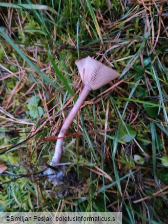 Pseudoclitocybe expallens