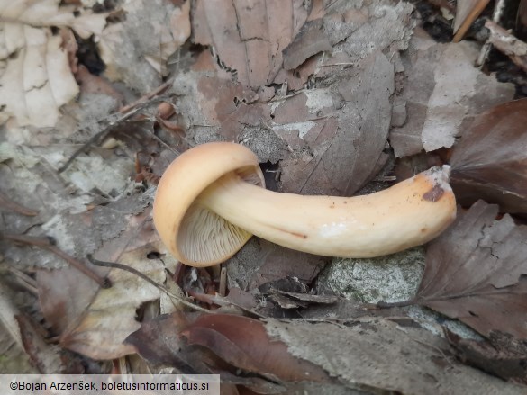 Lactifluus volemus